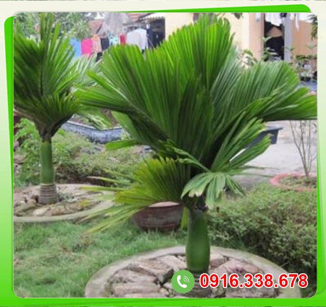  Shop bán Cây cau lùn  giá sỉ 