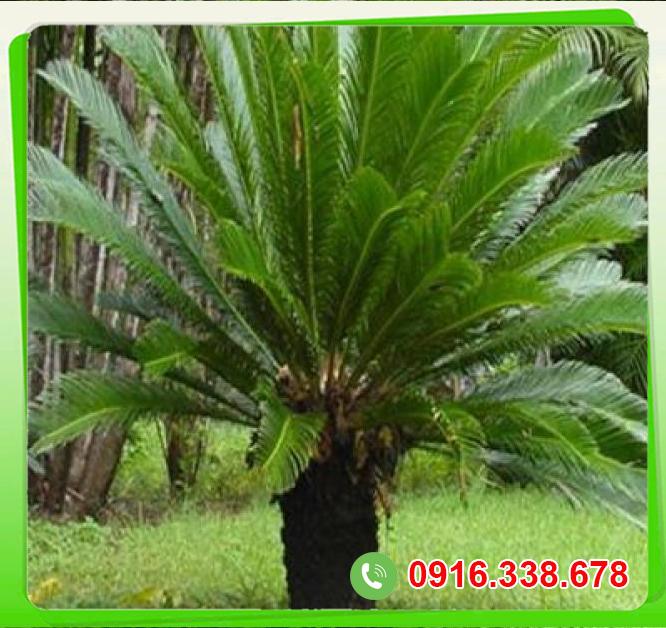  Review Cây vạn tuế  mới nhất 