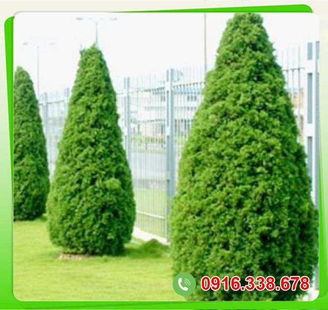  Cửa hàng bán Cây tùng tháp  hàng xách tay 