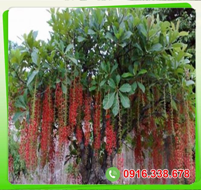  Thông tin Cây lộc vừng  chính hãng 