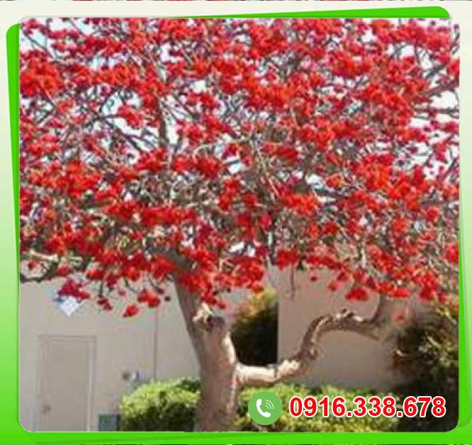  Giá sỉ Cây hoa gạo  có tốt không? 