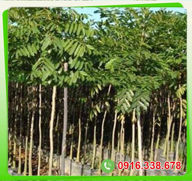  Đánh giá Cây xà cừ  giá tốt 
