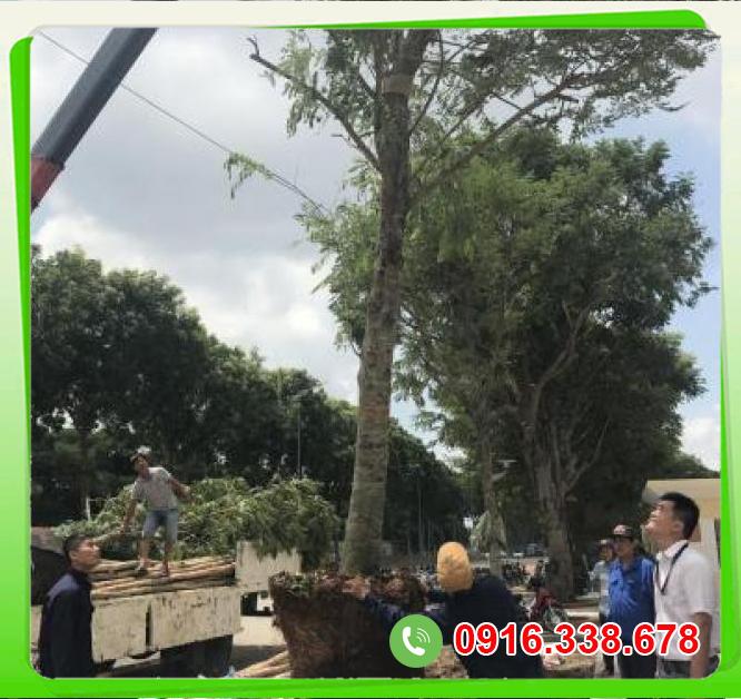  Giá sỉ Cây lim xẹt  loại tốt 
