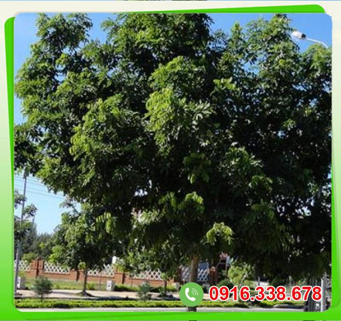  Thông tin Cây sao đen  hàng mới về 