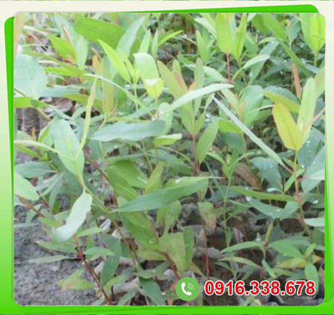 Review Cây bạch đàn  tốt nhất 
