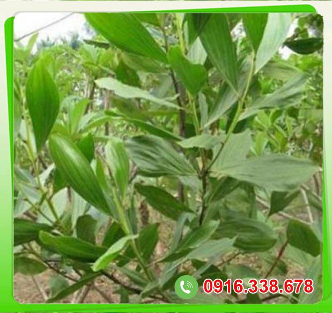  Bảng giá Cây keo lai  giá sỉ 