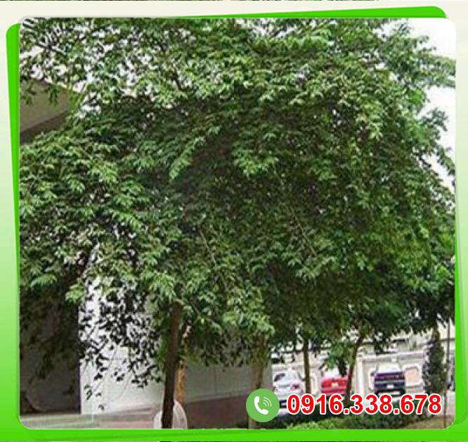  Đại lý Cây trứng cá  hàng xách tay 