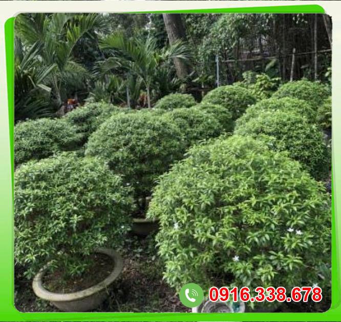  Bảng giá Cây Mai tiểu thơ (Mai vạn phúc)  cao cấp 