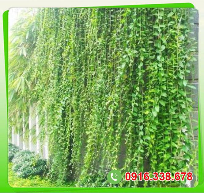  Giá sỉ Cúc tần Ấn độ  cao cấp 