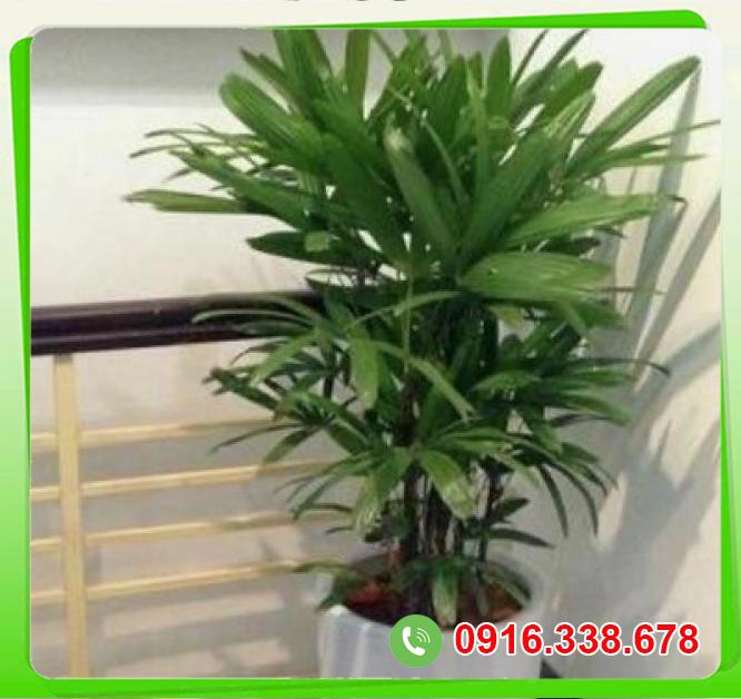  Shop bán Cây Trúc Mây  giá tốt 