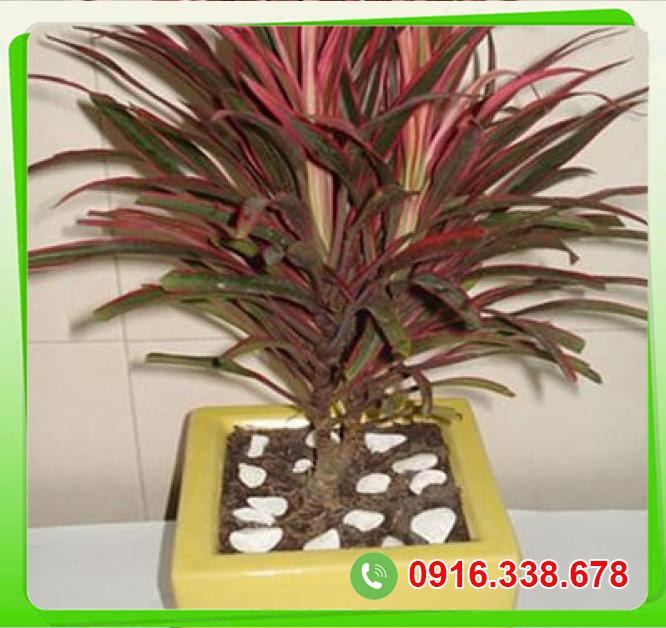  Bảng giá Cây ánh dương  hàng mới về 