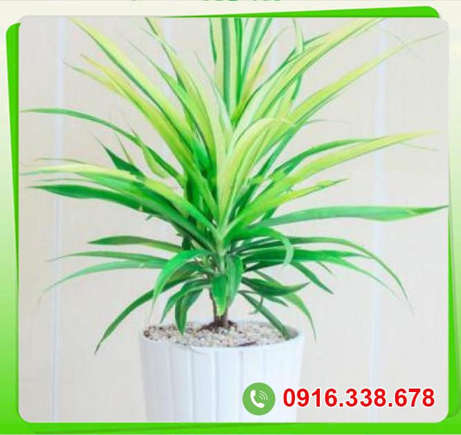  Thông tin Trúc Phát Tài  cao cấp 