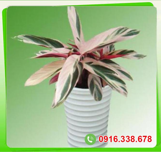  Cửa hàng bán Cây Hồng quân tử  có tốt không? 