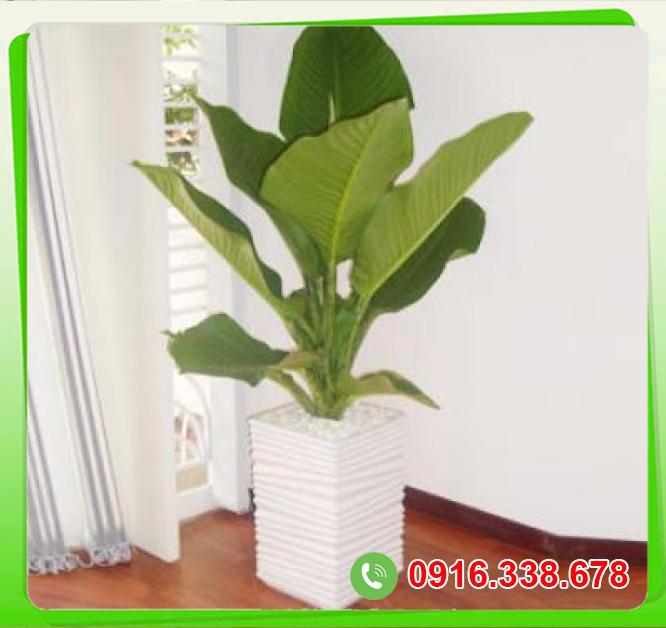  Mua Cây Đại phú gia  loại tốt 