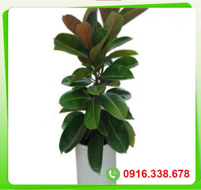  Kho sỉ Cây đa búp đỏ  giá tốt 