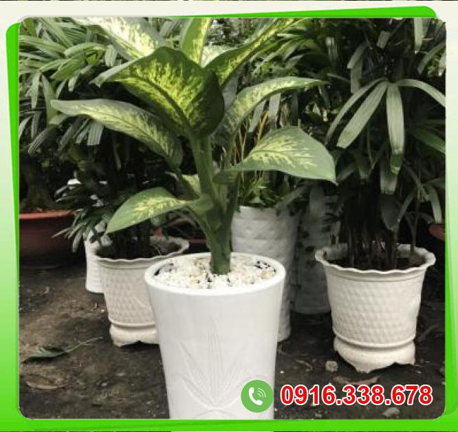 Địa chỉ bán Cây Dạ lan thanh  loại tốt 