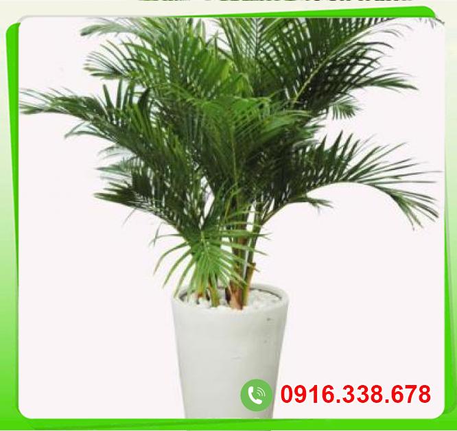  Phân phối Cây Cau vàng  cao cấp 