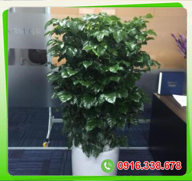  Nơi bán Cây hạnh phúc giá rẻ 