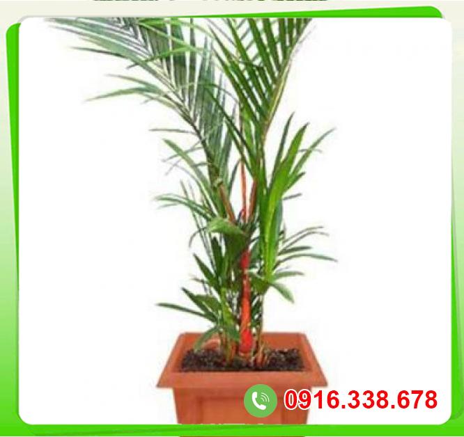  Đánh giá Cây cau đỏ  mới nhất 