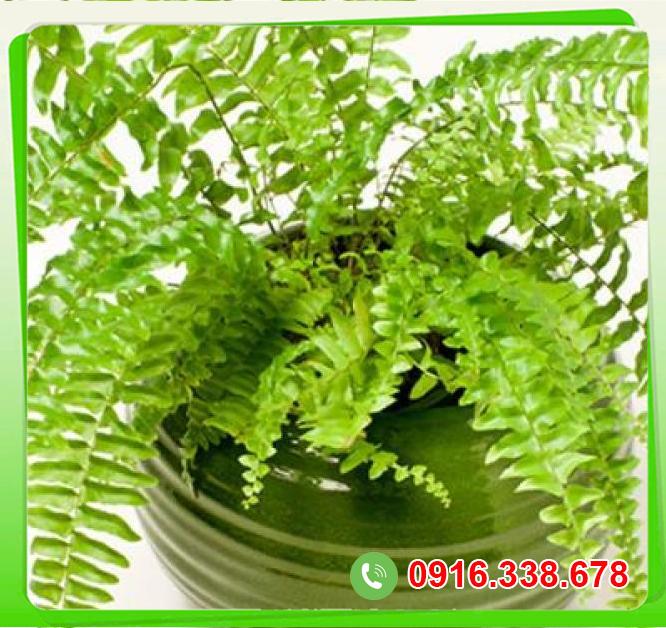  Bán Cây dương sỉ  nhập khẩu 