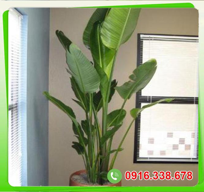  So sánh Cây chuối rẻ quạt văn phòng  có tốt không? 