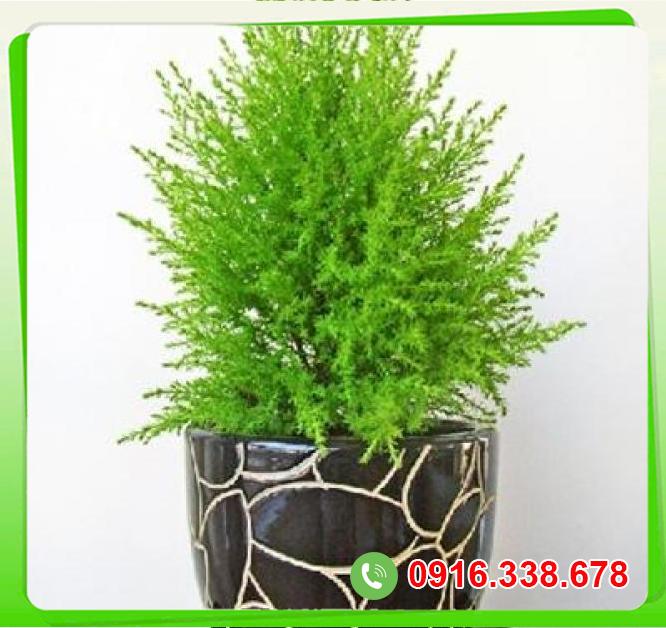  Giá sỉ Cây tùng thơm  chính hãng 