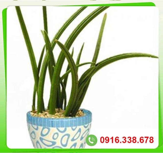  Phân phối Cây ngà voi  hàng xách tay 