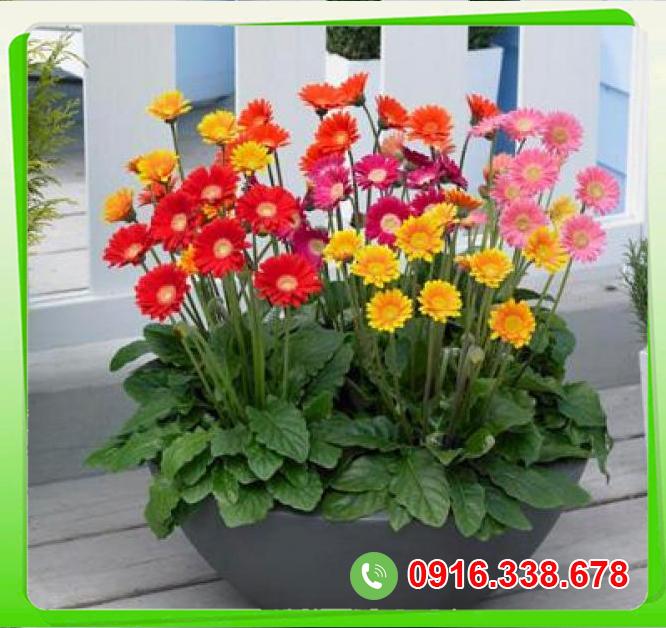  Sỉ Cây hoa đồng tiền  tốt nhất 