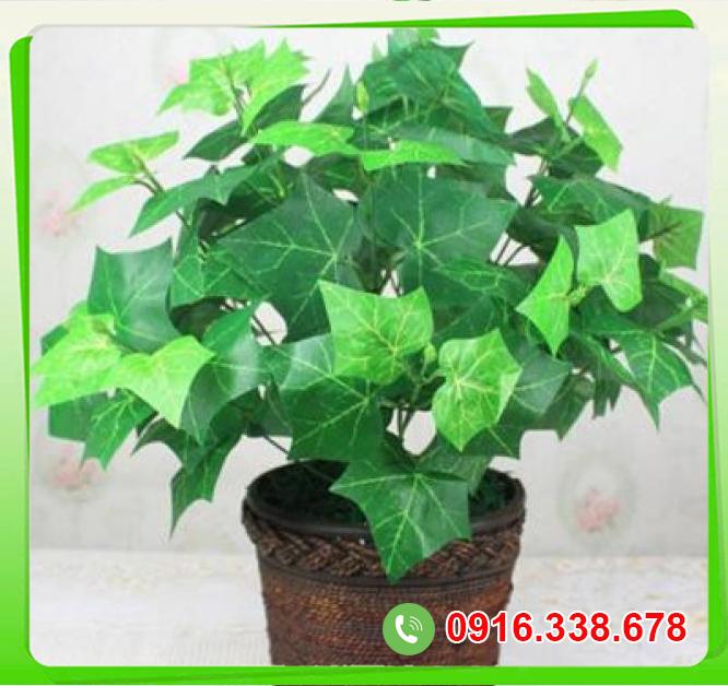  Địa chỉ bán Cây thường xuân  giá sỉ 