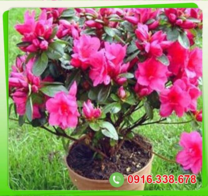  So sánh Cây hoa đỗ quyên giá rẻ 