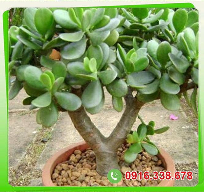 Cung cấp Cây ngọc bích  mới nhất 