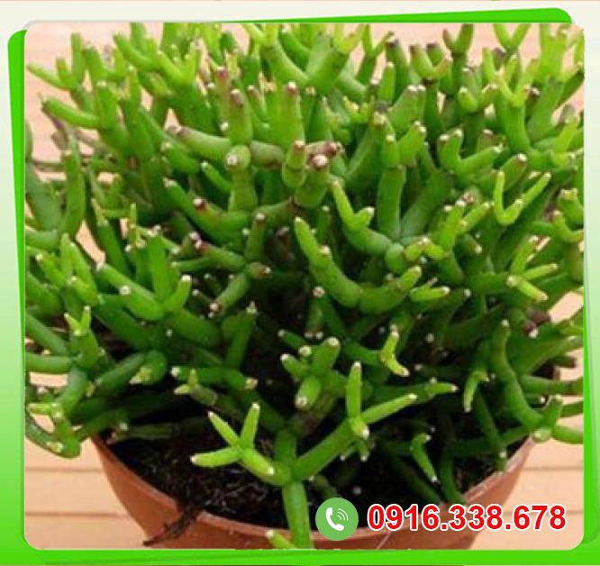  So sánh Cây lộc nhung  hàng xách tay 
