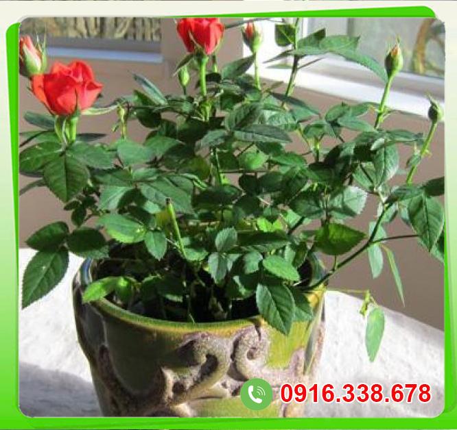  Sỉ Cây hoa hồng  hàng xách tay 