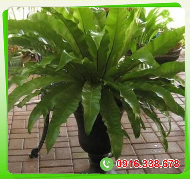  Giá sỉ Cây ổ phụng  giá tốt 