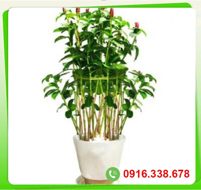  Đánh giá Cây phúc lộc thọ  hàng mới về 