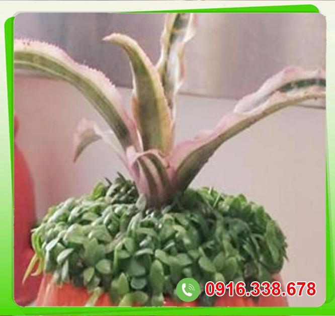  Kho sỉ Cây lê phụng cơ  cao cấp 