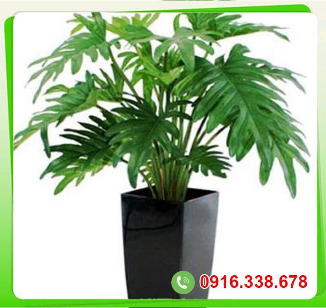  Địa chỉ bán Cây trầu bà thanh xuân ( Trầu bà lá xẻ)  hàng xách tay 