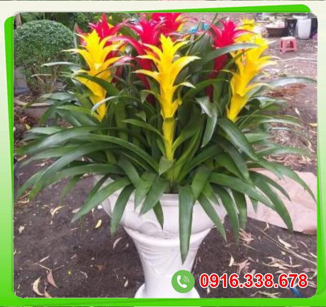  Cửa hàng bán Cây phong lộc hoa  nhập khẩu 