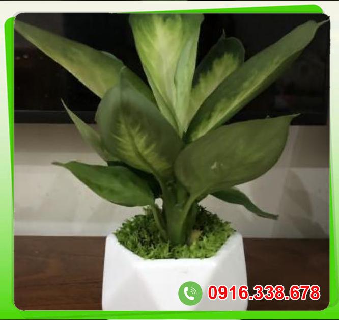  Bỏ sỉ Cây thiên hoàng  cao cấp 