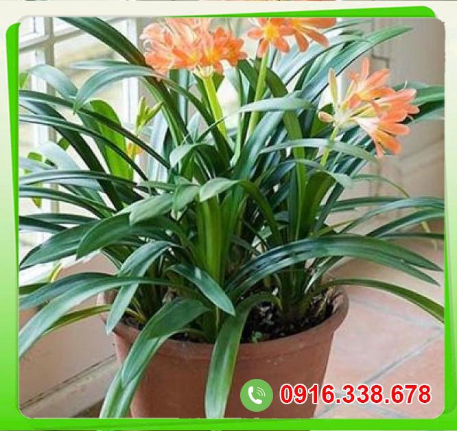  Phân phối Cây lan quân tử giá rẻ 