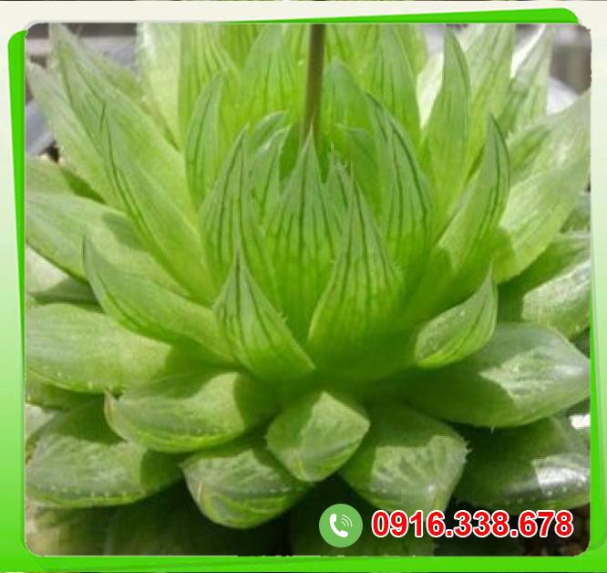  Shop bán Cây sen đá  loại tốt 