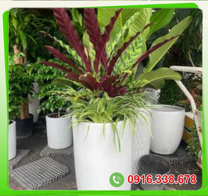  Nhập sỉ Đuôi công tím+ lan chi  giá tốt 