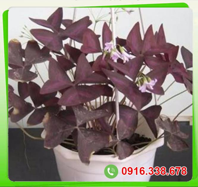  Mua Cây bướm đêm  giá tốt 