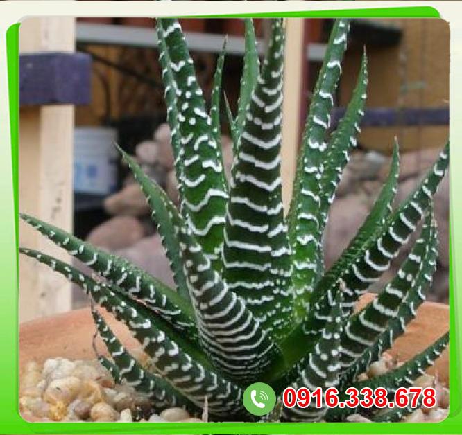  Thông tin Cây móng rồng  giá sỉ 