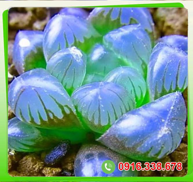  Bán Cây sen đá kim cương  loại tốt 