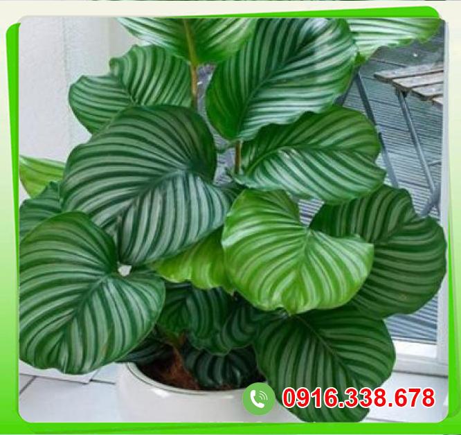  Phân phối Cây đuôi công xanh  cao cấp 