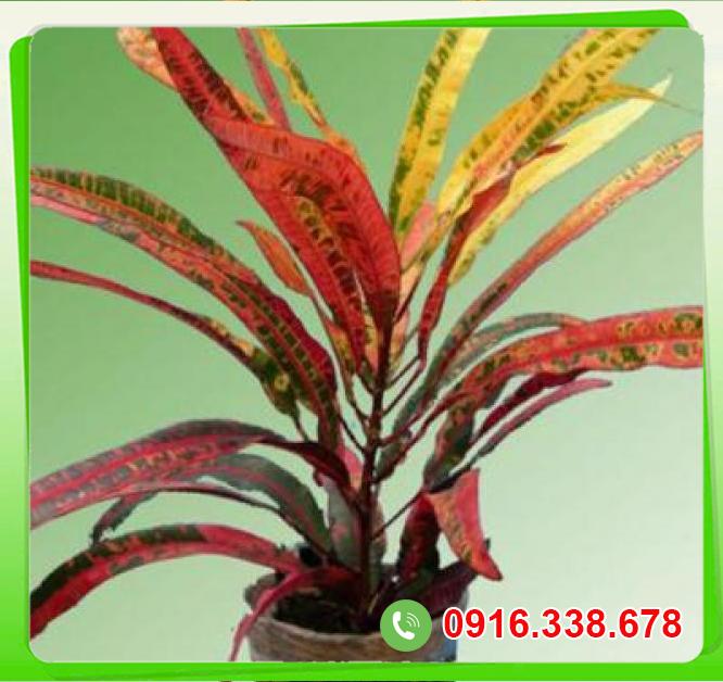  Đánh giá Cây cô tòng đuôi lươn  hàng mới về 