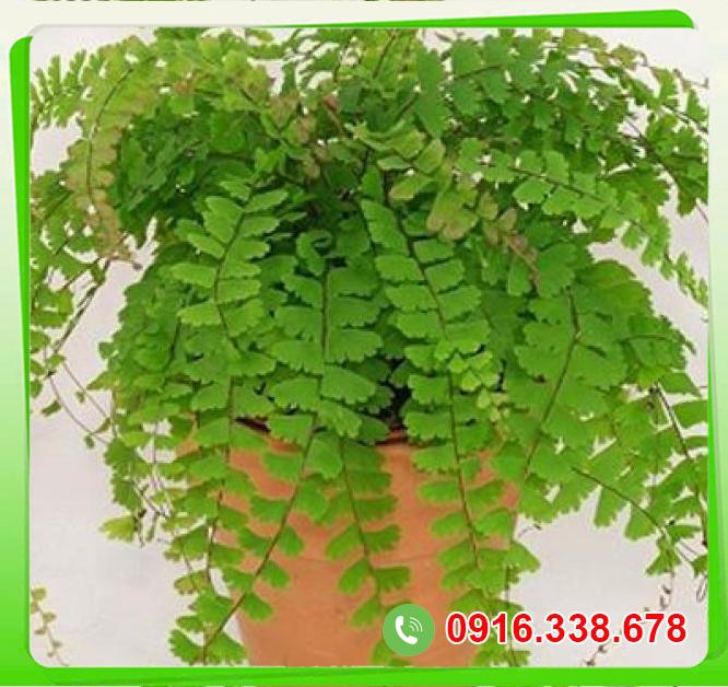  Nhập sỉ Cây tóc thần vệ nữ  mới nhất 