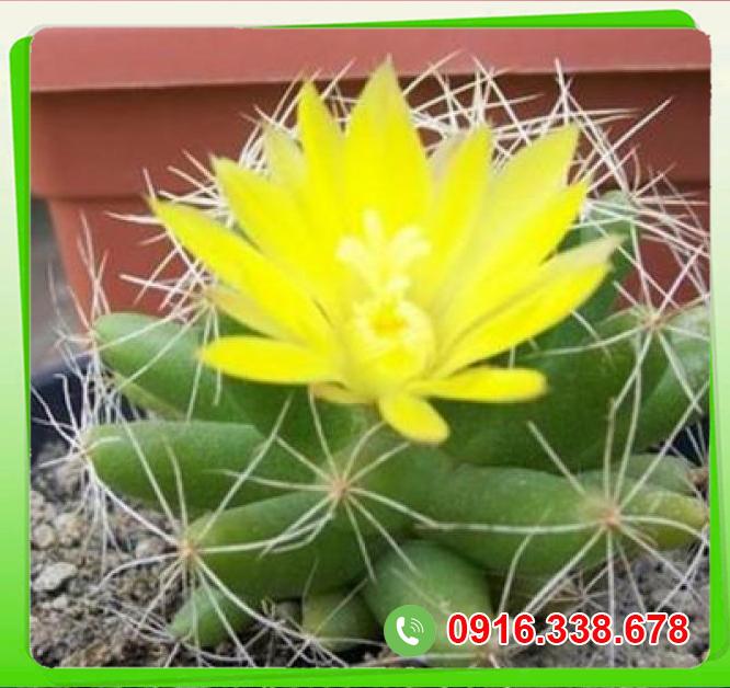  Mua Cây xương rồng  chính hãng 