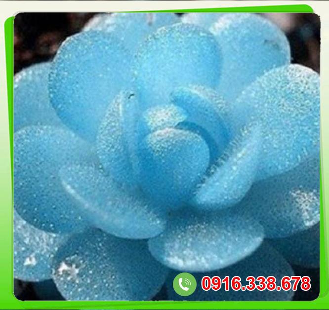  Cửa hàng bán Cây sen đá kim cương lá màu  loại tốt 